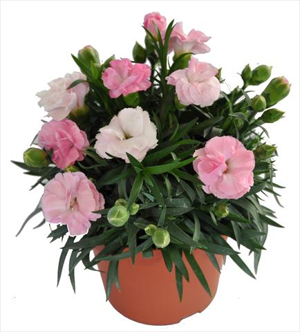 photo of flower to be used as: Basket / Pot Dianthus RE-AL® Capriccio Pink