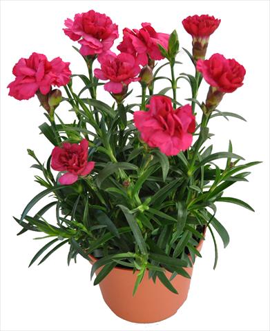 photo of flower to be used as: Basket / Pot Dianthus RE-AL® Capriccio Red