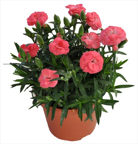photo of flower to be used as: Basket / Pot Dianthus RE-AL® Capriccio Rose Morn