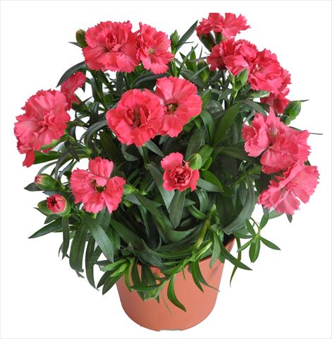 photo of flower to be used as: Basket / Pot Dianthus caryophyllus RE-AL® Capriccio Salmon
