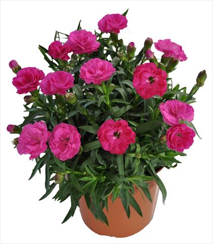 photo of flower to be used as: Basket / Pot Dianthus RE-AL® Capriccio Violet
