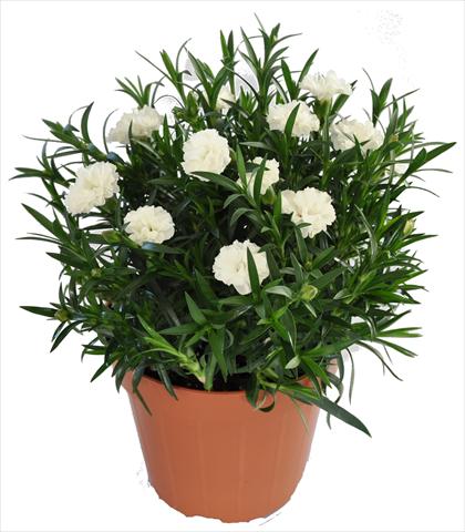 photo of flower to be used as: Basket / Pot Dianthus RE-AL® Capriccio White