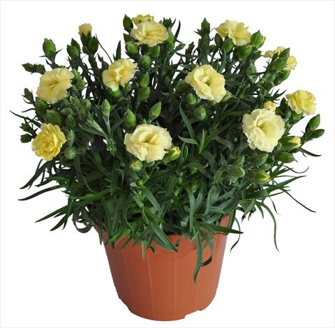 photo of flower to be used as: Basket / Pot Dianthus caryophyllus RE-AL® Capriccio Yellow