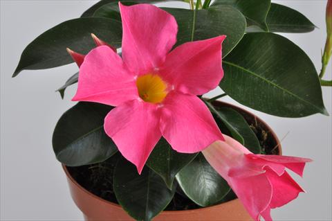 photo of flower to be used as: Patio, pot Dipladenia (Mandevilla) Hot Lips® Pink