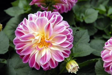 photo of flower to be used as: Pot and bedding Dahlia Dahlietta Surprise Louise