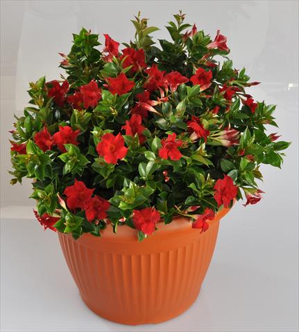 photo of flower to be used as: Patio, pot Dipladenia (Mandevilla) Hot Lips® Red
