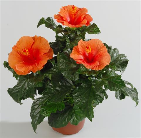 photo of flower to be used as: Pot and bedding Hibiscus rosa-sinensis Sunny Cities® Barcellona