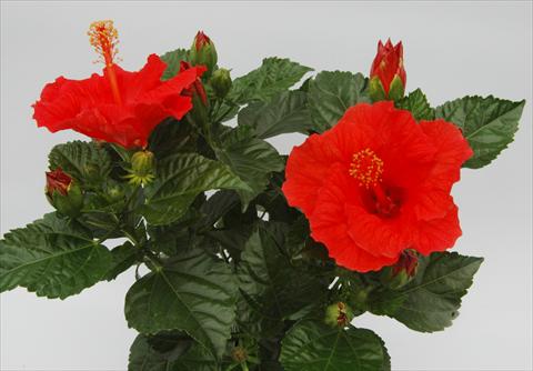 photo of flower to be used as: Pot and bedding Hibiscus rosa-sinensis Sunny Cities® Borderaux