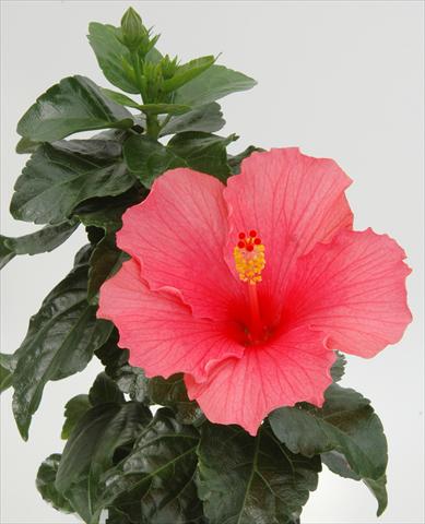 photo of flower to be used as: Pot and bedding Hibiscus rosa-sinensis Sunny Cities® Cancun