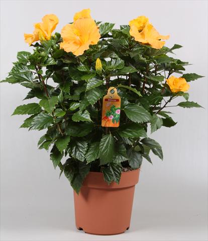 photo of flower to be used as: Pot and bedding Hibiscus rosa-sinensis Sunny Cities® Eloka