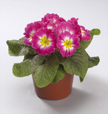 photo of flower to be used as: Pot and bedding Primula acaulis, veris, vulgaris Danova Bicolor Rose White