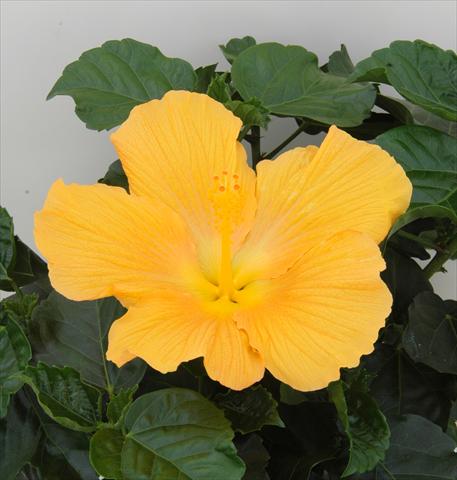 photo of flower to be used as: Pot and bedding Hibiscus rosa-sinensis Sunny Cities® Florance