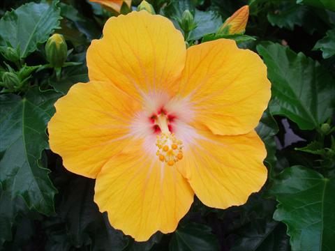 photo of flower to be used as: Pot and bedding Hibiscus rosa-sinensis Sunny Cities® Havana