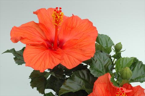 photo of flower to be used as: Pot and bedding Hibiscus rosa-sinensis Sunny Cities® Kyoto