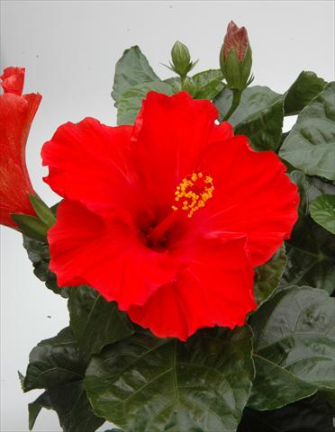 photo of flower to be used as: Pot and bedding Hibiscus rosa-sinensis Sunny Cities® Marseille