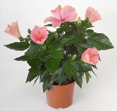 photo of flower to be used as: Pot and bedding Hibiscus rosa-sinensis Sunny Cities® Napoli