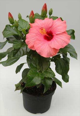 photo of flower to be used as: Pot and bedding Hibiscus rosa-sinensis Sunny Cities® New Venitie