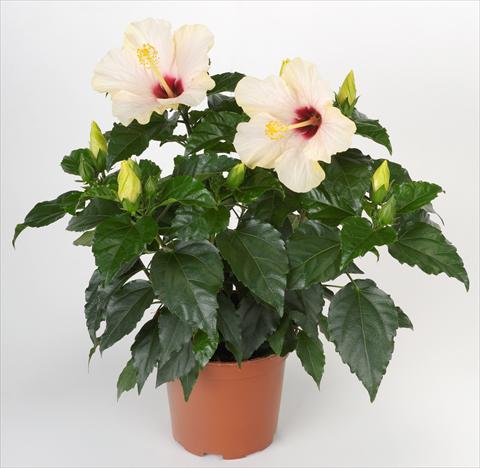 photo of flower to be used as: Pot and bedding Hibiscus rosa-sinensis Sunny Cities® Saint Tropez
