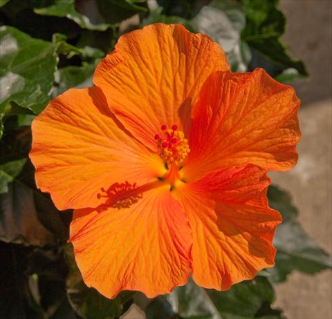 photo of flower to be used as: Pot and bedding Hibiscus rosa-sinensis Sunny Cities® Torino
