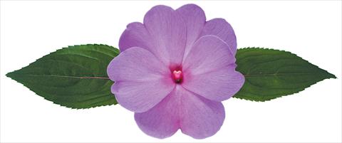 photo of flower to be used as: Pot, bedding, patio, basket Impatiens N. Guinea Galaxy® Gaia
