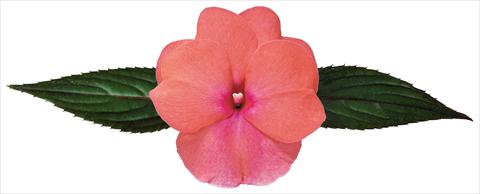 photo of flower to be used as: Pot, bedding, patio, basket Impatiens N. Guinea Galaxy® Sofia