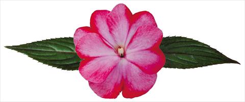 photo of flower to be used as: Pot, bedding, patio, basket Impatiens N. Guinea Galaxy® Tiago