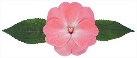 photo of flower to be used as: Pot, bedding, patio, basket Impatiens N. Guinea Galaxy® Yasmin