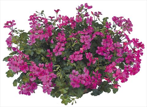 photo of flower to be used as: Pot, patio, basket Pelargonium peltatum Joker Fucsia