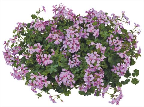 photo of flower to be used as: Pot, patio, basket Pelargonium peltatum Joker Lilac