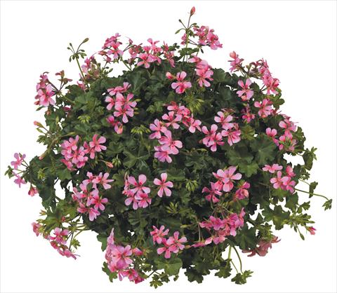 photo of flower to be used as: Pot, patio, basket Pelargonium peltatum Joker Pink