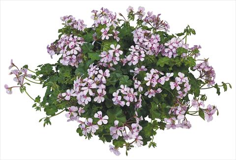 photo of flower to be used as: Pot, patio, basket Pelargonium peltatum Joker White Vein