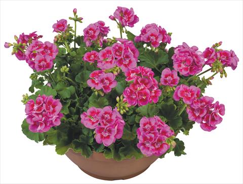 photo of flower to be used as: Pot, bedding, patio Pelargonium zonale Flower Kiss Lilac