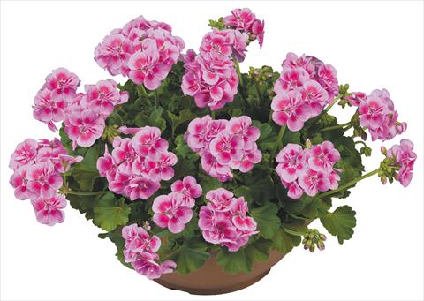 photo of flower to be used as: Pot, bedding, patio Pelargonium zonale Flower Kiss Pink