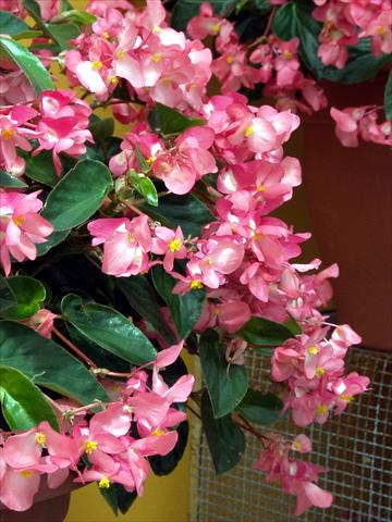 photo of flower to be used as: Bedding pot or basket Begonia hybrida Dragon Wing Rosa