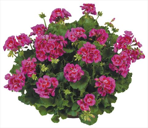photo of flower to be used as: Pot, bedding, patio Pelargonium zonale Flower Kiss Violet