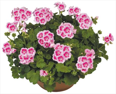 photo of flower to be used as: Pot, bedding, patio Pelargonium zonale Flower Kiss White