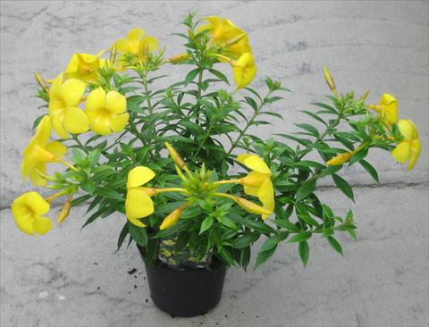 photo of flower to be used as: Bedding, patio, basket Allamanda cathartica Anna