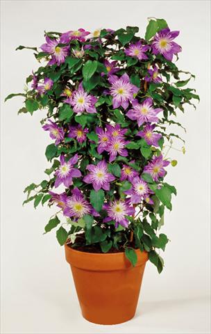 photo of flower to be used as: Bedding / border plant Clematis Crystal Fountain™