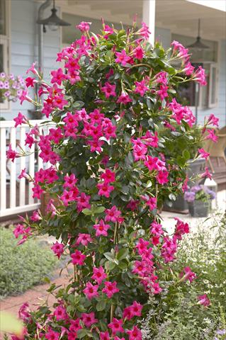 photo of flower to be used as: Patio, pot Dipladenia Sundaville Classic Pink