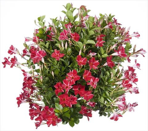photo of flower to be used as: Patio, pot Dipladenia Sundaville Classic Red Star