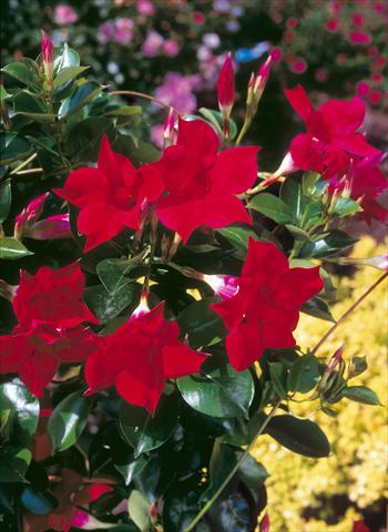 photo of flower to be used as: Patio, pot Dipladenia Sundaville Classic Red