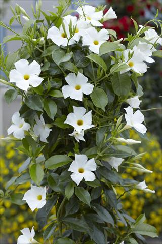photo of flower to be used as: Patio, pot Dipladenia Sundaville Classic White