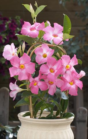 photo of flower to be used as: Patio, pot Dipladenia Sundaville Cosmos Pink