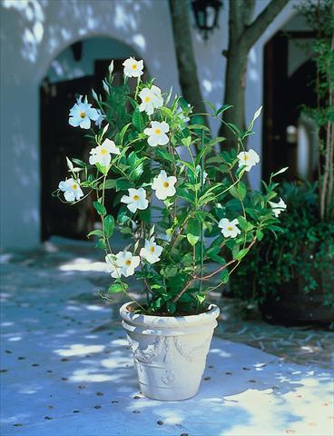 photo of flower to be used as: Patio, pot Dipladenia Sundaville Cosmos White
