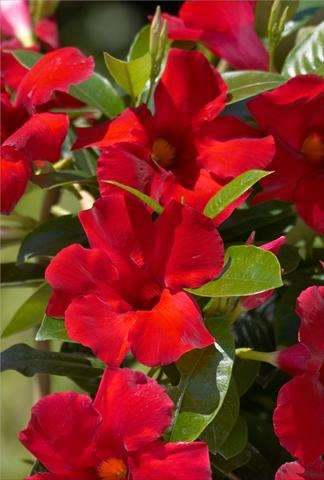 photo of flower to be used as: Patio, pot Dipladenia Sundaville Crimson King