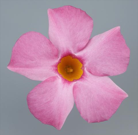 photo of flower to be used as: Patio, pot Dipladenia Sundaville Pretty Rose