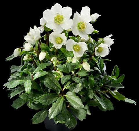 photo of flower to be used as: Bedding / border plant Helleborus Orientalis-Hybr. 