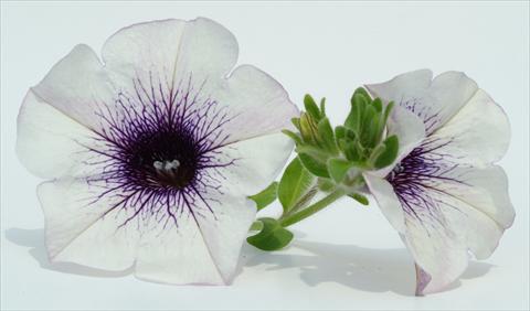 photo of flower to be used as: Pot, bedding, patio, basket Petunia Surfinia® Blue Vein