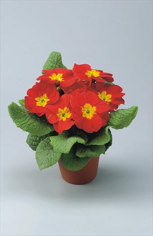 photo of flower to be used as: Pot and bedding Primula acaulis, veris, vulgaris Eblo Rossa
