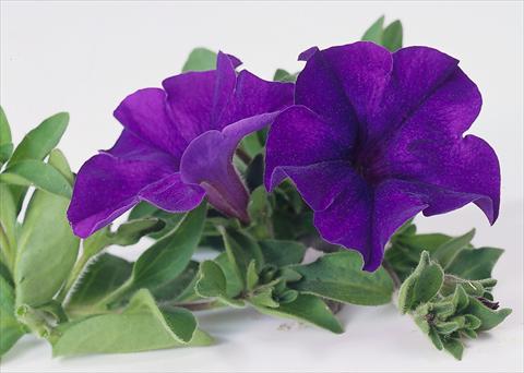 photo of flower to be used as: Pot, bedding, patio, basket Petunia Surfinia® Blue